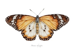 Plakat Motyl Danaus chrysippus