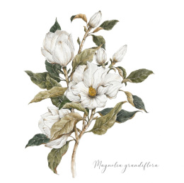 Kartka Magnolia