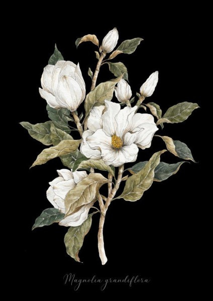 Plakat Magnolia Vintage Plakat Magnolia Vintage