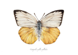 Plakat Motyl Catopsila scylla scyllodies