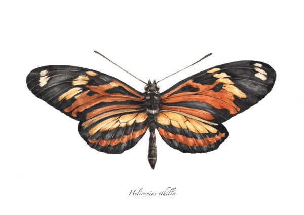 Plakat z kolekcji Nostalgia Motyl H Plakat z kolekcji Nostalgia Motyl H