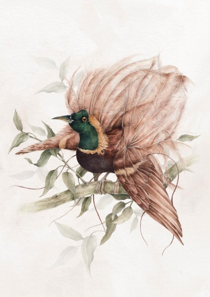 Plakat z kolekcji Nostalgia Rajski Ptak