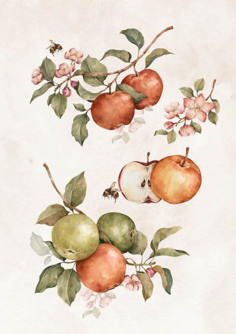 Plakat Jabłka