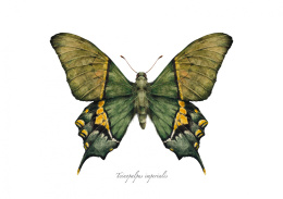 Plakat Motyl Teinopalpus imperialis