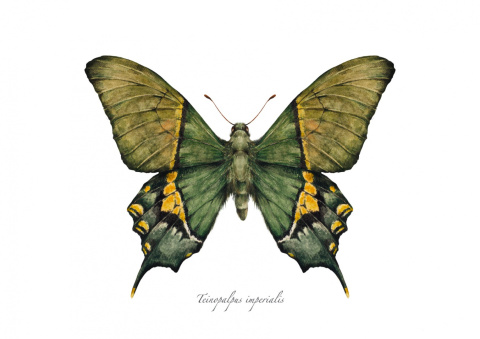 Plakat Motyl Teinopalpus imperialis