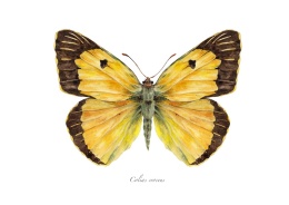 Plakat Motyl Colias croceus