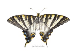 Plakat Motyl Iphiclides podalirius