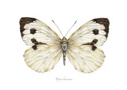 Plakat Motyl Pieris brassicae