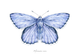Plakat Motyl Modraszek na płótnie