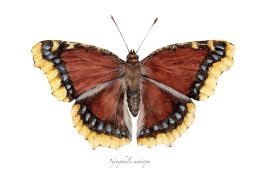 Plakat Motyl Nymphalis antiopa